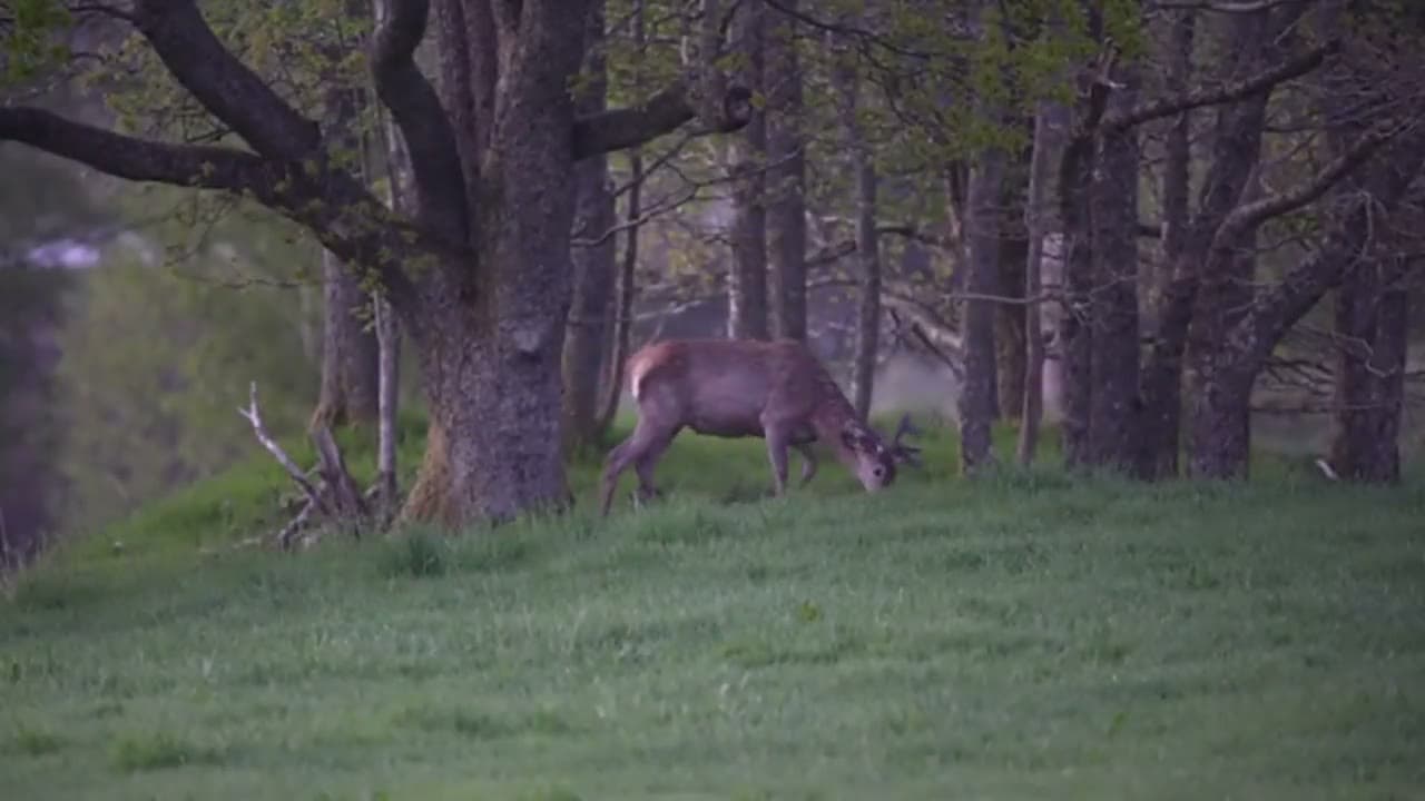 Hjort i vestlandsnaturen